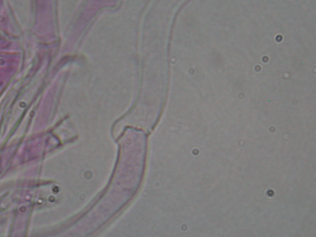 Clitocybe odora var.alba ..... in Abruzzo